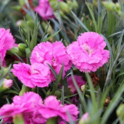 Scent First® Tickled Pink Dianthus Plant 9 Scent First® Tickled Pink Dianthus Plant -Fast-Growing-Trees Shop Tickled Pink 3 FGT