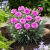 Scent First® Tickled Pink Dianthus Plant 2 Scent First® Tickled Pink Dianthus Plant -Fast-Growing-Trees Shop Tickled Pink Dinathus 600x600 8028c7bb 76c7 4df7 b3d6 3dee62da2f01