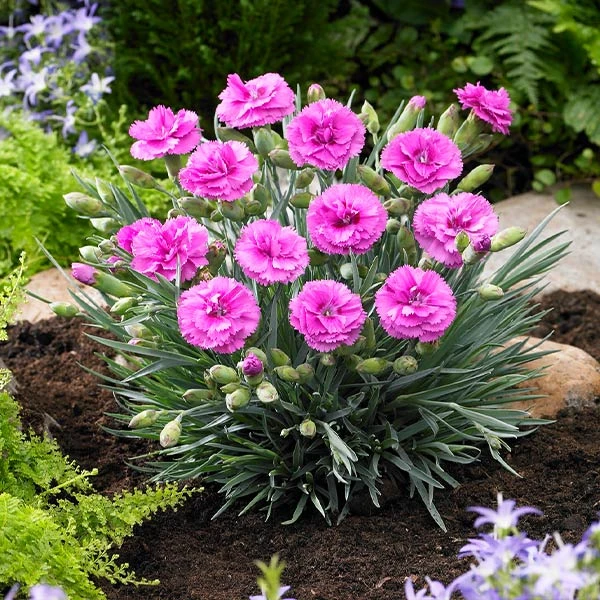 Scent First® Tickled Pink Dianthus Plant 3 Scent First® Tickled Pink Dianthus Plant