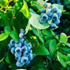 Tifblue Blueberry - USDA Organic 11 Tifblue Blueberry - USDA Organic -Fast-Growing-Trees Shop TifBlue Blueberry 1 4abf087f 55f9 47be 9859 69b1a07bf8d8