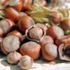 Tonda Di Giffoni Filbert -Fast-Growing-Trees Shop Tonda Hazelnuts 400