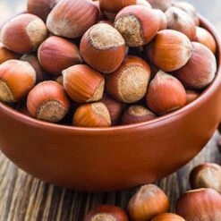 Tonda Di Giffoni Filbert -Fast-Growing-Trees Shop Tonda Hazelnuts 400 2