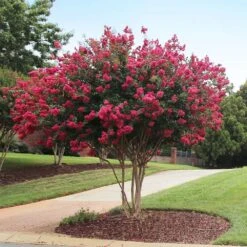 Tonto Crape Myrtle Tree -Fast-Growing-Trees Shop Tonto Crape Myrtle 2