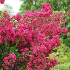 Tonto Crape Myrtle Tree -Fast-Growing-Trees Shop Tonto Crape Myrtle 5 FGT