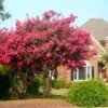 Tonto Crape Myrtle Tree 2 Tonto Crape Myrtle Tree -Fast-Growing-Trees Shop Tonto Crape Myrtle FGT 600x600 33dc26d8 7451 461e 8531 8b6ca167e6fb