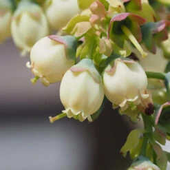 Top Hat Blueberry Bush -Fast-Growing-Trees Shop TopHat BLueberry 3