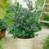 Top Hat Blueberry Bush -Fast-Growing-Trees Shop Tophat BLueberry FGT 600x600 a5719f76 8f23 4e54 96ff 2e9680dd339f