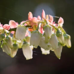 Toro Blueberry Bush -Fast-Growing-Trees Shop Toro Blueberry 3