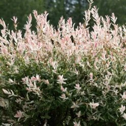 Tri-Color Willow Tree 9 Tri-Color Willow Tree -Fast-Growing-Trees Shop Tri color Willow 1 FGT 7d486ca6 2975 4fd2 8639 4e87e9aac05c