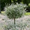 Tri-Color Willow Tree 2 Tri-Color Willow Tree -Fast-Growing-Trees Shop Tri color Willow Tree 600x600 FGT