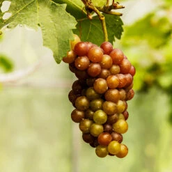 Triumph Muscadine Grapes -Fast-Growing-Trees Shop Triumph Muscadine 1
