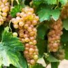 Triumph Muscadine Grapes -Fast-Growing-Trees Shop Triumph Muscadine FGT 600x600 cfbb23d6 9d48 48f7 8c6d 1ded3a7ff912
