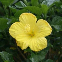 Yellow Tropical Hibiscus Tree 8 Yellow Tropical Hibiscus Tree -Fast-Growing-Trees Shop Tropical Hibiscus Yellow 3