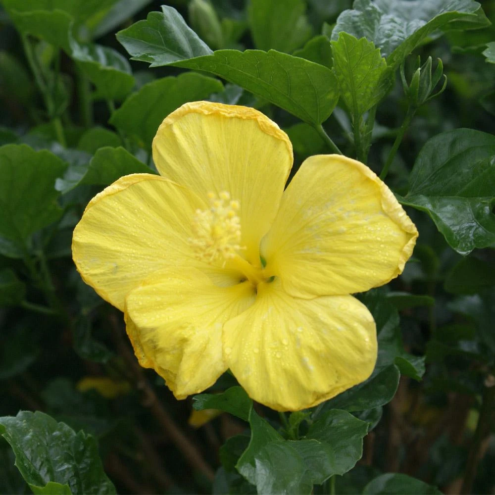 Yellow Tropical Hibiscus Tree 5 Yellow Tropical Hibiscus Tree - Image 3