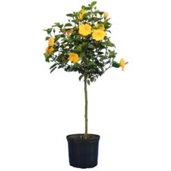 Yellow Tropical Hibiscus Tree 9 Yellow Tropical Hibiscus Tree -Fast-Growing-Trees Shop Tropical Hibiscus Yellow 4