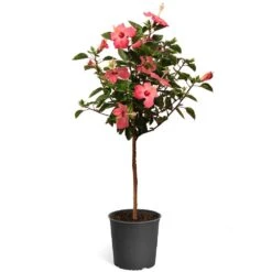 Pink Tropical Hibiscus Tree 11 Pink Tropical Hibiscus Tree -Fast-Growing-Trees Shop Tropical Pink Hibiscus 2