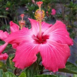 Pink Tropical Hibiscus Tree 9 Pink Tropical Hibiscus Tree -Fast-Growing-Trees Shop Tropical Pink Hibiscus 3 FGT