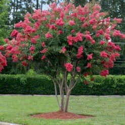 Tuscarora Crape Myrtle -Fast-Growing-Trees Shop Tuscarora Crape myrtle 2 FGT cb71a657 17a5 465a 96ac b99844a4b082