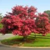 Tuscarora Crape Myrtle -Fast-Growing-Trees Shop Tuscarora Crape myrtle FGT 600x600 e2e12a08 5661 4eeb 80b4 7071bb7bcd0f