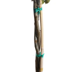 Braeburn & Gala Twisted Apple Tree -Fast-Growing-Trees Shop Twisted Apple CU