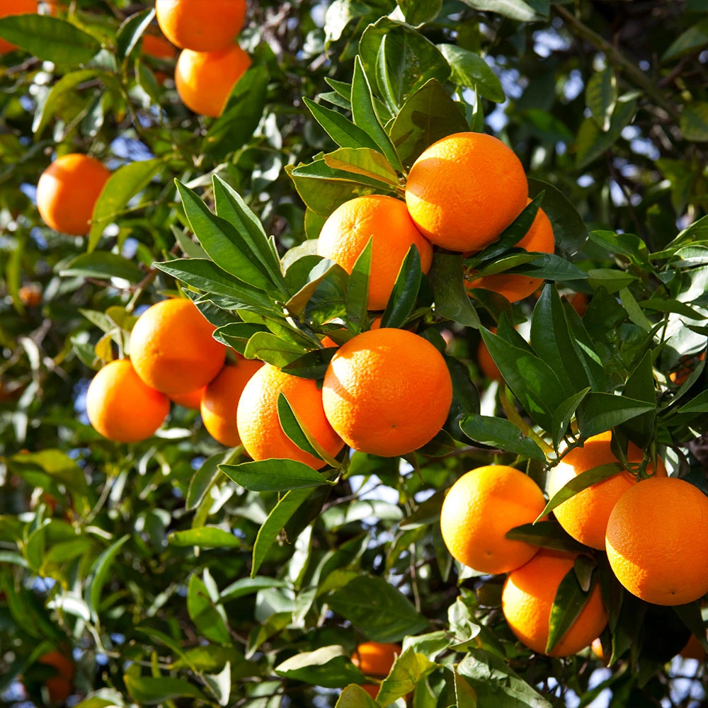 Valencia Orange Tree 4 Valencia Orange Tree - Image 2