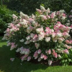 Vanilla Strawberry™ Hydrangea Shrub -Fast-Growing-Trees Shop Vanilla Strawberry Hydrangea 1 FGT