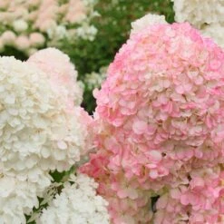 Vanilla Strawberry™ Hydrangea Shrub -Fast-Growing-Trees Shop Vanilla Strawberry Hydrangea 2 FGT