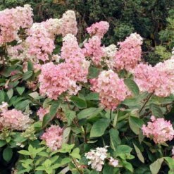 Vanilla Strawberry™ Hydrangea Shrub -Fast-Growing-Trees Shop Vanilla Strawberry Hydrangea 3 FGT
