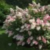 Vanilla Strawberry™ Hydrangea Shrub -Fast-Growing-Trees Shop Vanilla Strawberry Hydrangea FGT 600x600 4867194f d96b 47ef 8e0e 42a2f236ee41