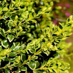 Variegated Boxwood Shrub 9 Variegated Boxwood Shrub -Fast-Growing-Trees Shop Variegated Boxwood 4 FGT