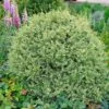 Variegated Boxwood Shrub 1 Variegated Boxwood Shrub -Fast-Growing-Trees Shop Variegated Boxwood FGT 600x600 15885245 1f25 4136 b802 41814201f8b5