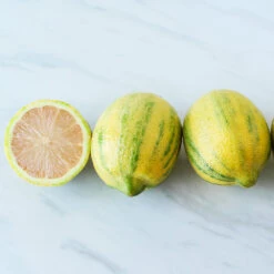 Pink Variegated Eureka Lemon Bush 8 Pink Variegated Eureka Lemon Bush -Fast-Growing-Trees Shop Variegated Pink Eureka 2 BB