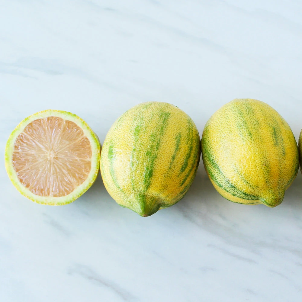 Pink Variegated Eureka Lemon Bush 5 Pink Variegated Eureka Lemon Bush - Image 3