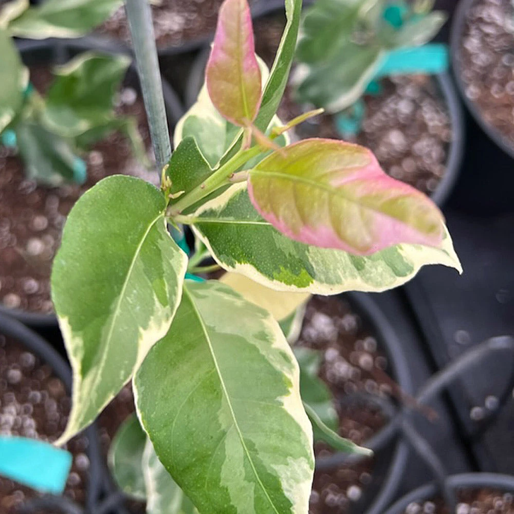Pink Variegated Eureka Lemon Bush 6 Pink Variegated Eureka Lemon Bush - Image 4