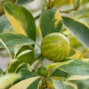 Pink Variegated Eureka Lemon Tree 1 Pink Variegated Eureka Lemon Tree -Fast-Growing-Trees Shop Variegated Pink Eureka FGT 600x600 28047feb ac18 41c2 bc96 59d832f1d942