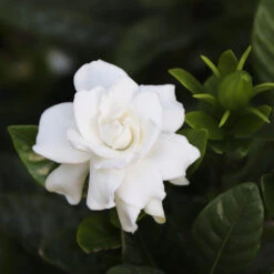 Gardenia 'Veitchii' Shrub 7 Gardenia 'Veitchii' Shrub -Fast-Growing-Trees Shop Veitchii Gardenia 2 FGT