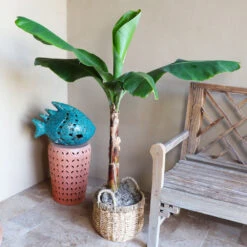 Veranda Banana Tree -Fast-Growing-Trees Shop Veranda Banana 3