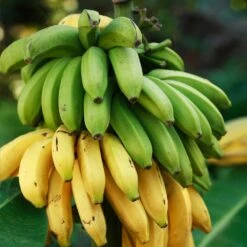 Veranda Banana Tree -Fast-Growing-Trees Shop Veranda Banana 3 FGT