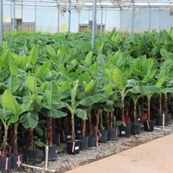Veranda Banana Tree -Fast-Growing-Trees Shop Veranda Banana 4 FGT
