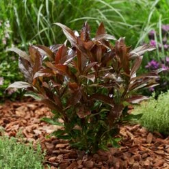 Coppertop® Sweet Viburnum Shrub 9 Coppertop® Sweet Viburnum Shrub -Fast-Growing-Trees Shop Viburnum Coppertop 2