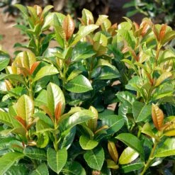 Volcano Cherry Laurel -Fast-Growing-Trees Shop Volcano Laurel 3 FGT