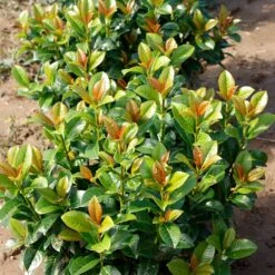 Volcano Cherry Laurel -Fast-Growing-Trees Shop Volcano Laurel 4