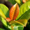 Volcano Cherry Laurel -Fast-Growing-Trees Shop Volcano Laurel FGT 600x600 5b1227ca 084f 4e2e 90ae 343c02974e7c