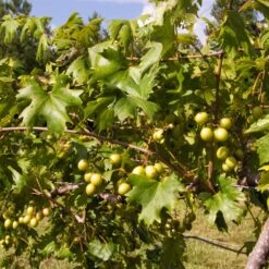 Wine Lover's Kit 10 Wine Lover's Kit -Fast-Growing-Trees Shop WIne Lovers Kit 2