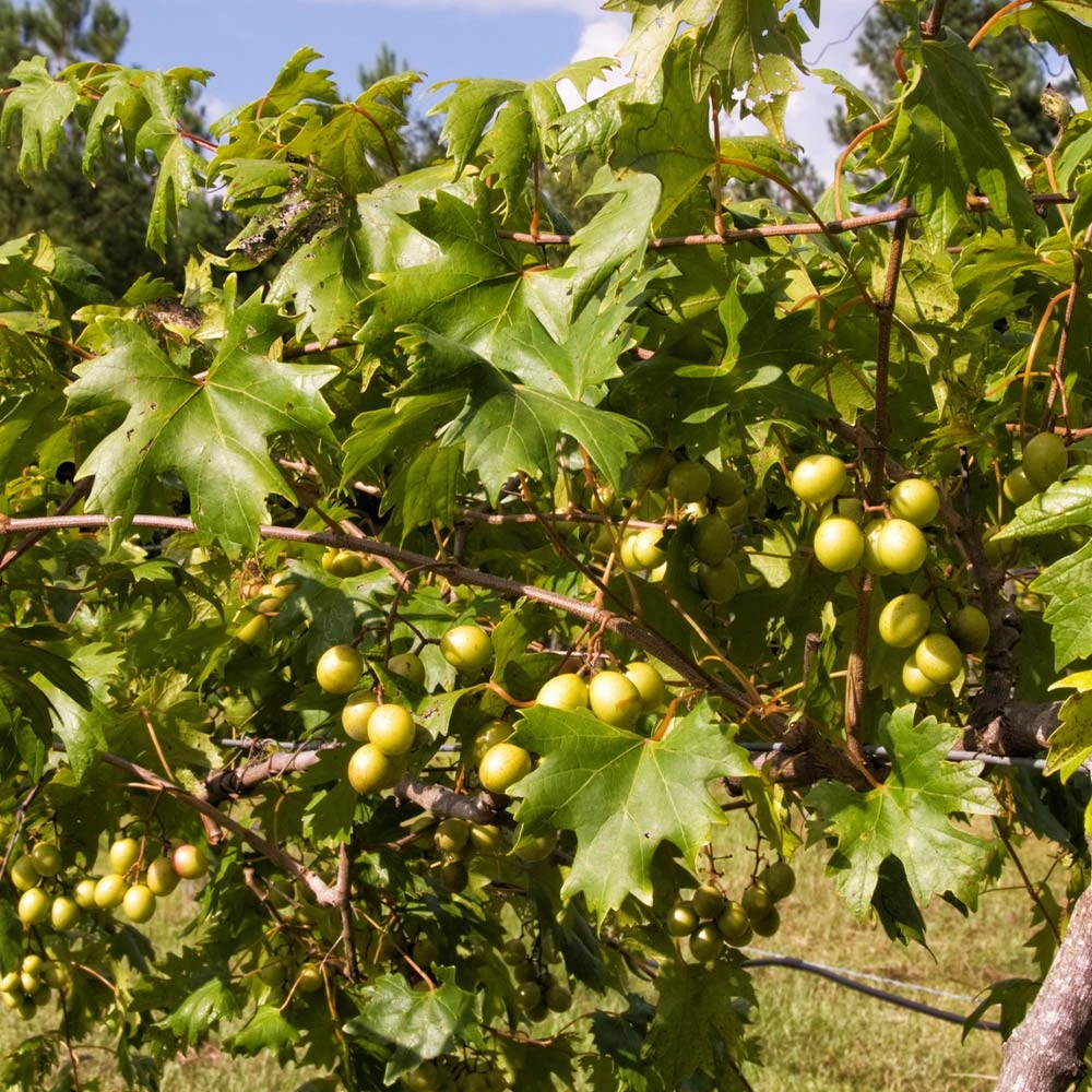 Wine Lover's Kit 6 Wine Lover's Kit - Image 4