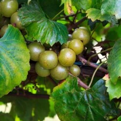 Wine Lover's Kit 11 Wine Lover's Kit -Fast-Growing-Trees Shop WIne Lovers Kit 3