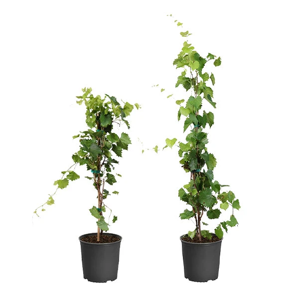 Wine Lover's Kit 3 Wine Lover's Kit