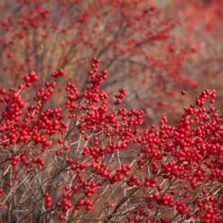 Winter Red Winterberry Holly Shrub -Fast-Growing-Trees Shop WInter Red winterberry 1