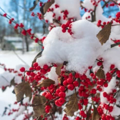 Winter Red Winterberry Holly Shrub -Fast-Growing-Trees Shop WInter Red winterberry 3
