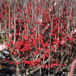 Winter Red Winterberry Holly Shrub -Fast-Growing-Trees Shop WInter Red winterberry 3G